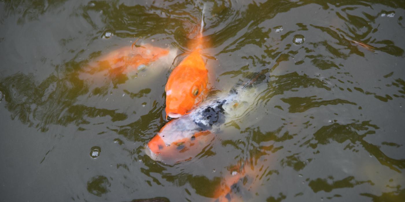 An orange and white Japanese koi fish swimming in a pond