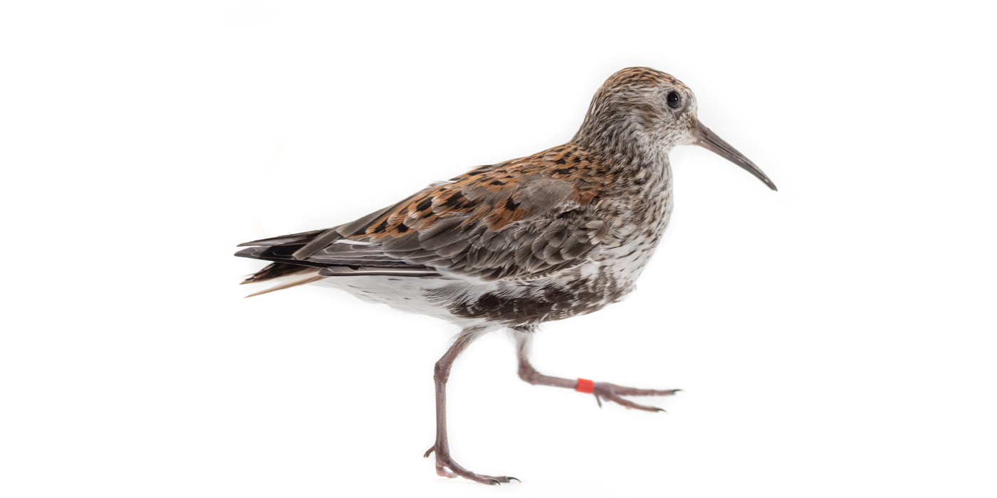 Side profile of a dunlin, a small brown and grey shorebird with long legs and a long beak.