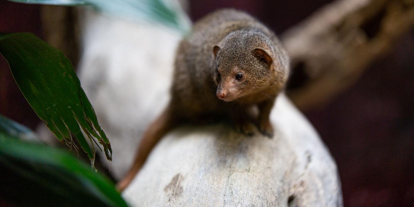 A dwarf mongoose, a small, furry brown mammal with small ears and a long tail, stands on a branch