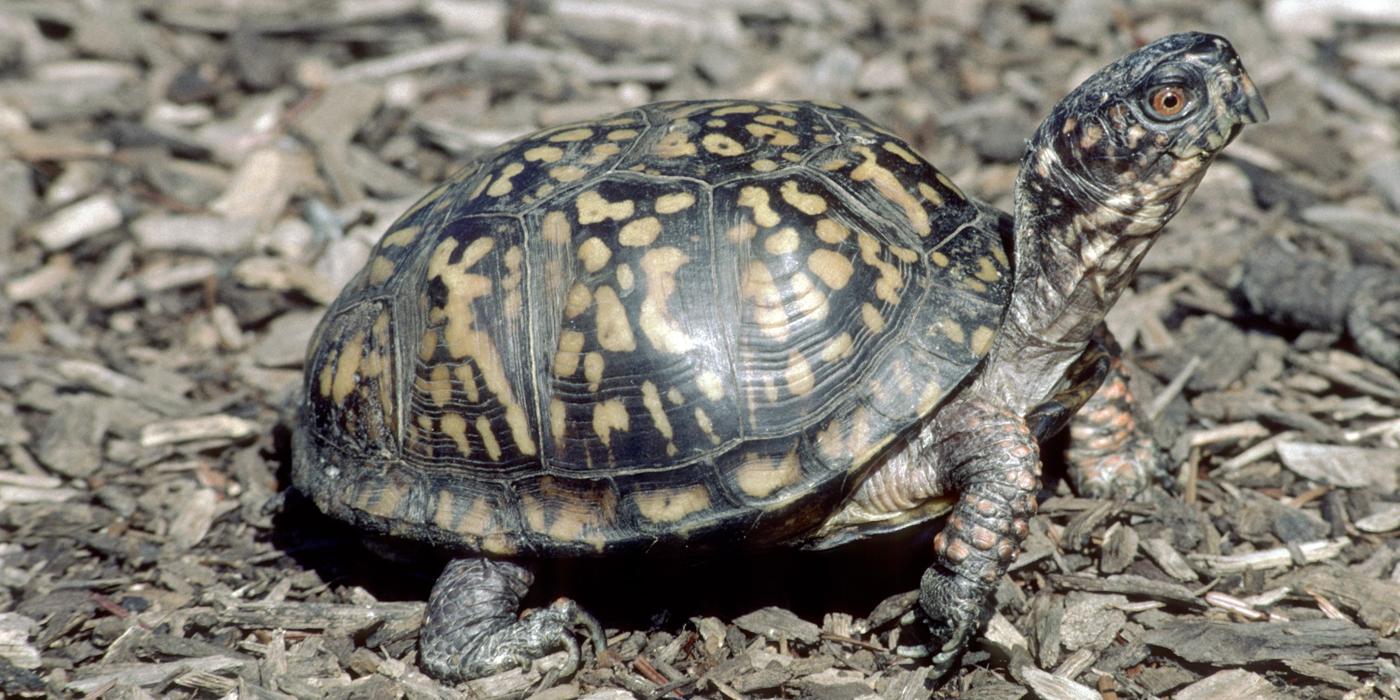 Before You Bring Home a Pet Turtle, Research Their Origins