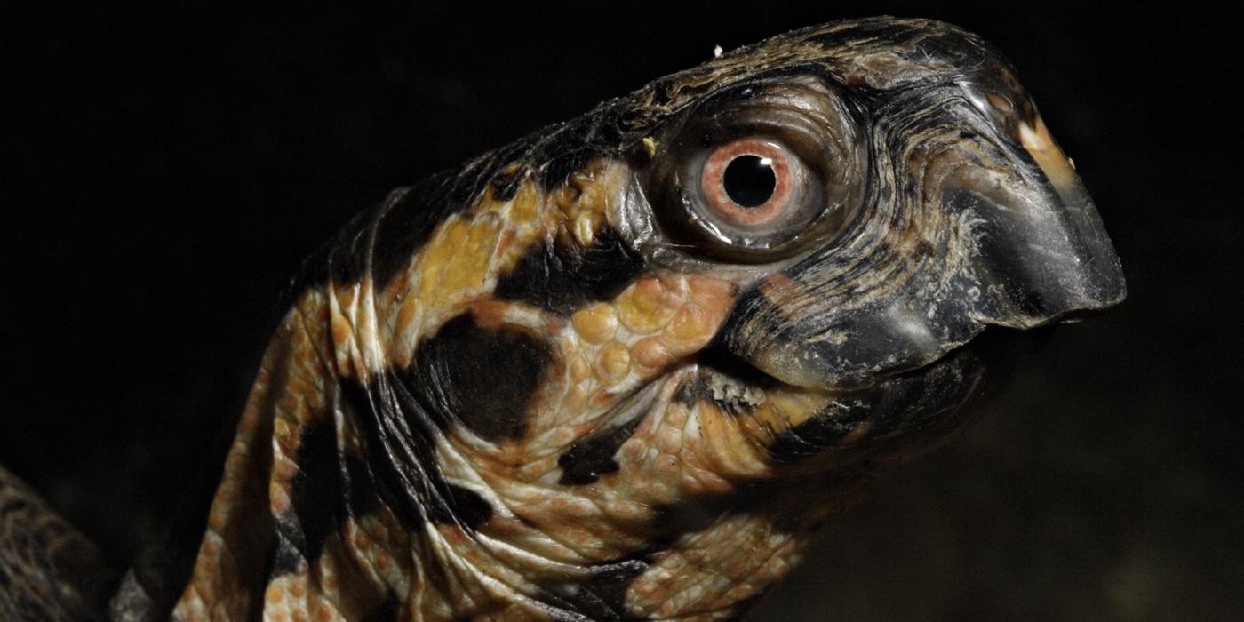 A close-up photo of the profile of an eastern box turtle's face