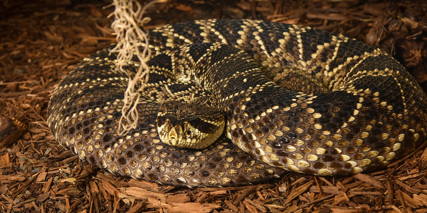 Can A Dead Snake Still Bite Me? Science Explains! 