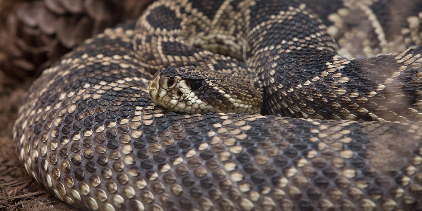 Eastern Diamondback Rattlesnake | Smithsonian's National Zoo And ...