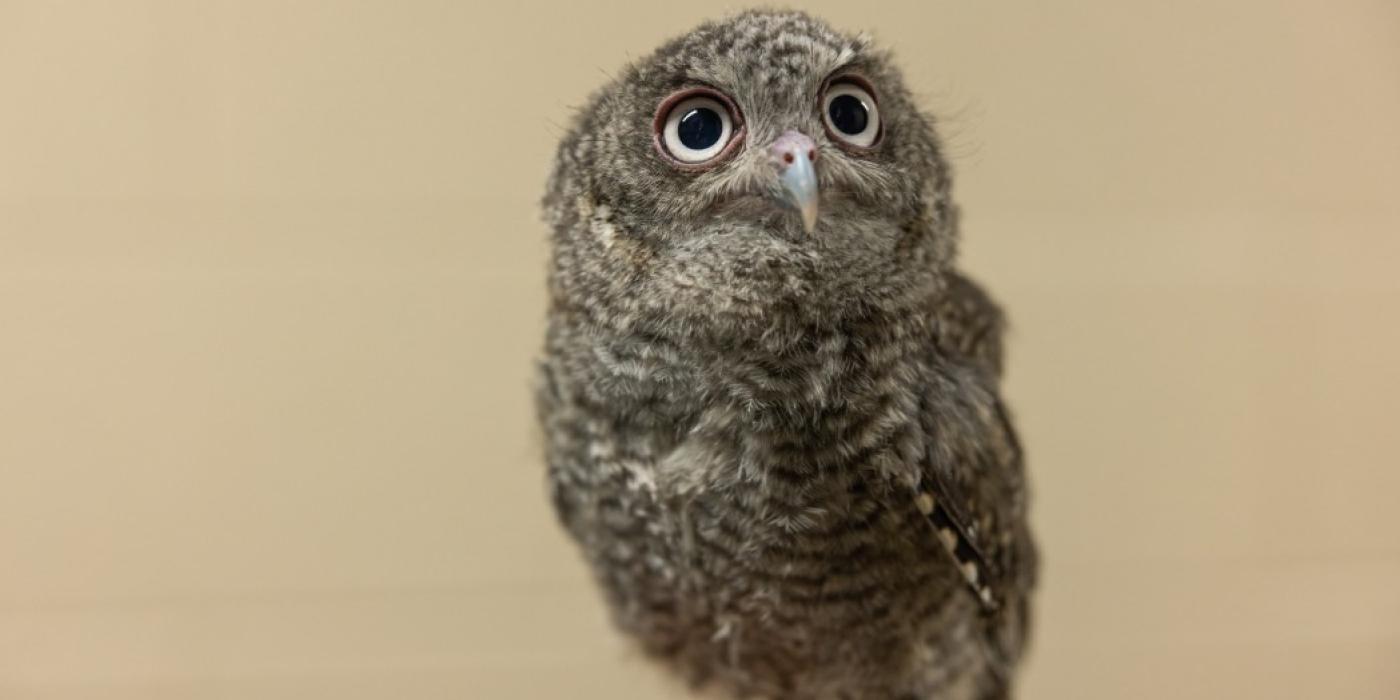An eastern screech owl with gray downy feathers, large round eyes and a short, sharp bill