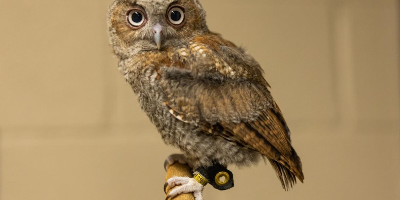An eastern screech owl with red=gray downy feathers, large round eyes, sharp talons and a short, sharp bill