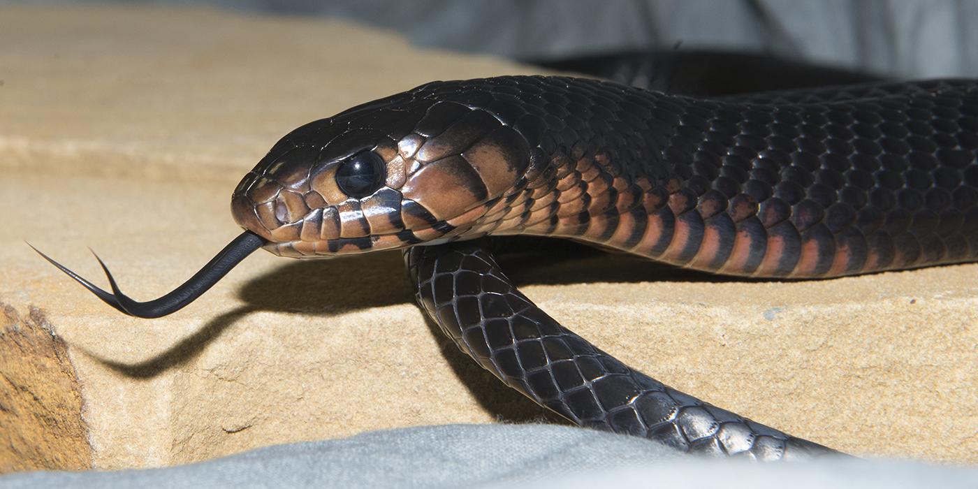 Alabama: Eastern indigo snake found in the state for just the