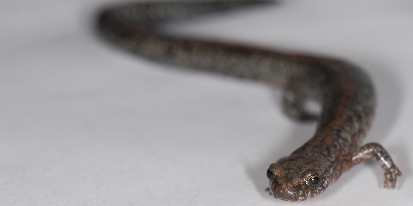 Long, thin, gray salamander with its wormlike body in an S shape. There is a subtle orangey-red stripe down its back