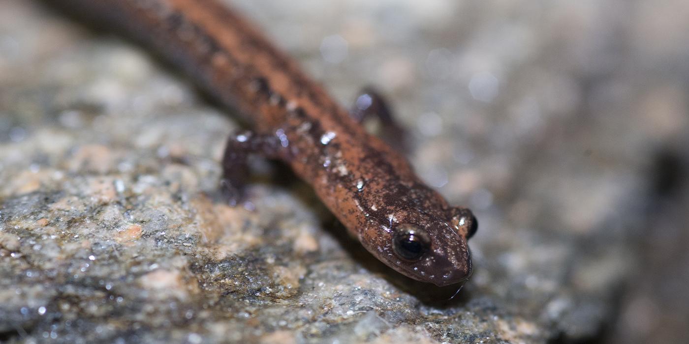 Thin, wormlike salamander with miniscule front legs and large eyes. The skin is wet-looking and reddish-brown speckled w/ blac