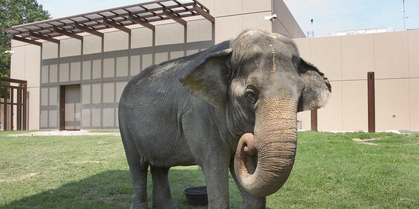 asian elephant