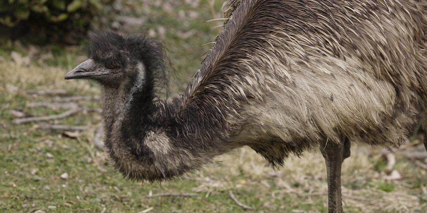 huge scruffy grayish-brown bird with one leg tucked up, resting, and its neck curved in an 'S' shape