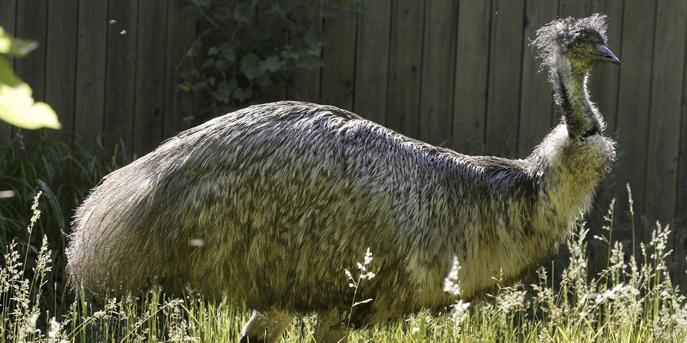 Huge, shaggy gray bird walking in long grass