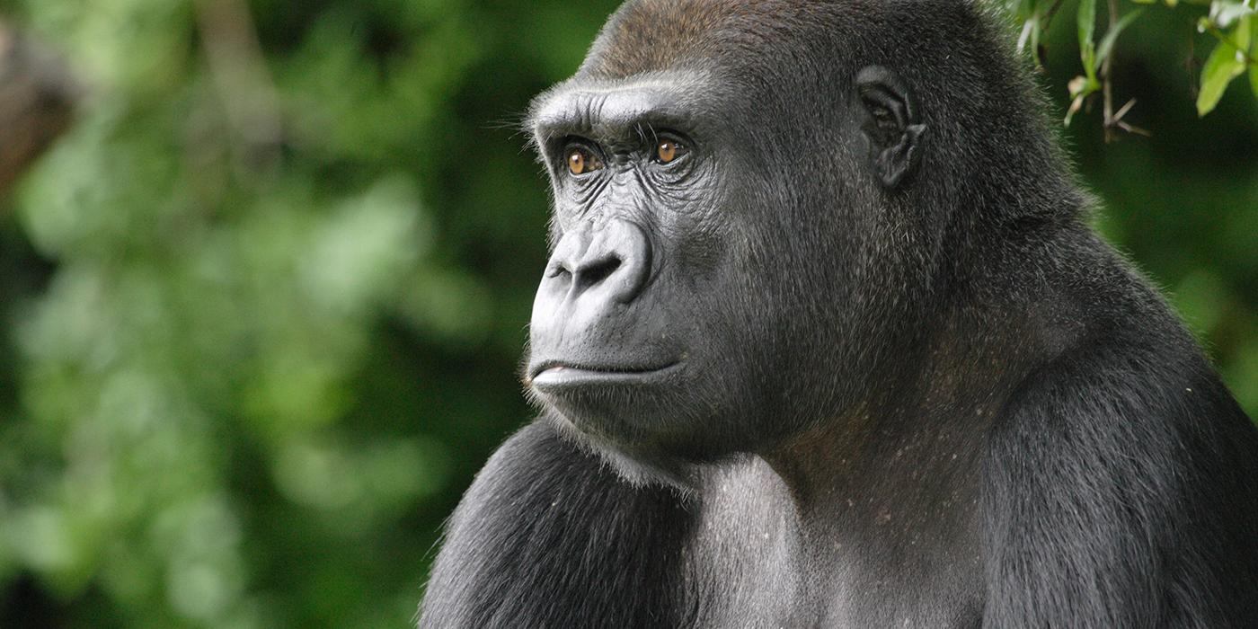 lowland gorilla staring off into the distance