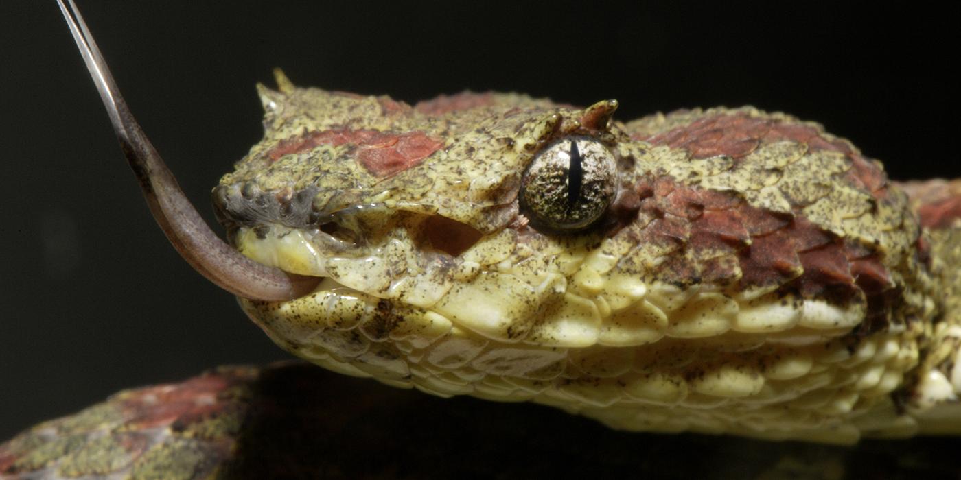 Eyelash palm pitviper  Smithsonian's National Zoo and Conservation Biology  Institute