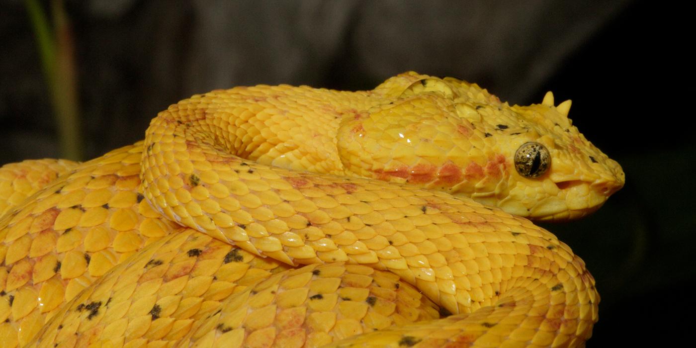 Coiled bright yellow snake with cat-like pupils