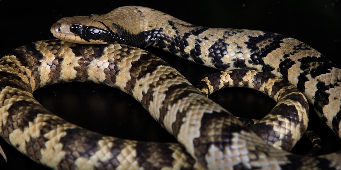 New species of cobra-like snake discovered – but it may already be extinct