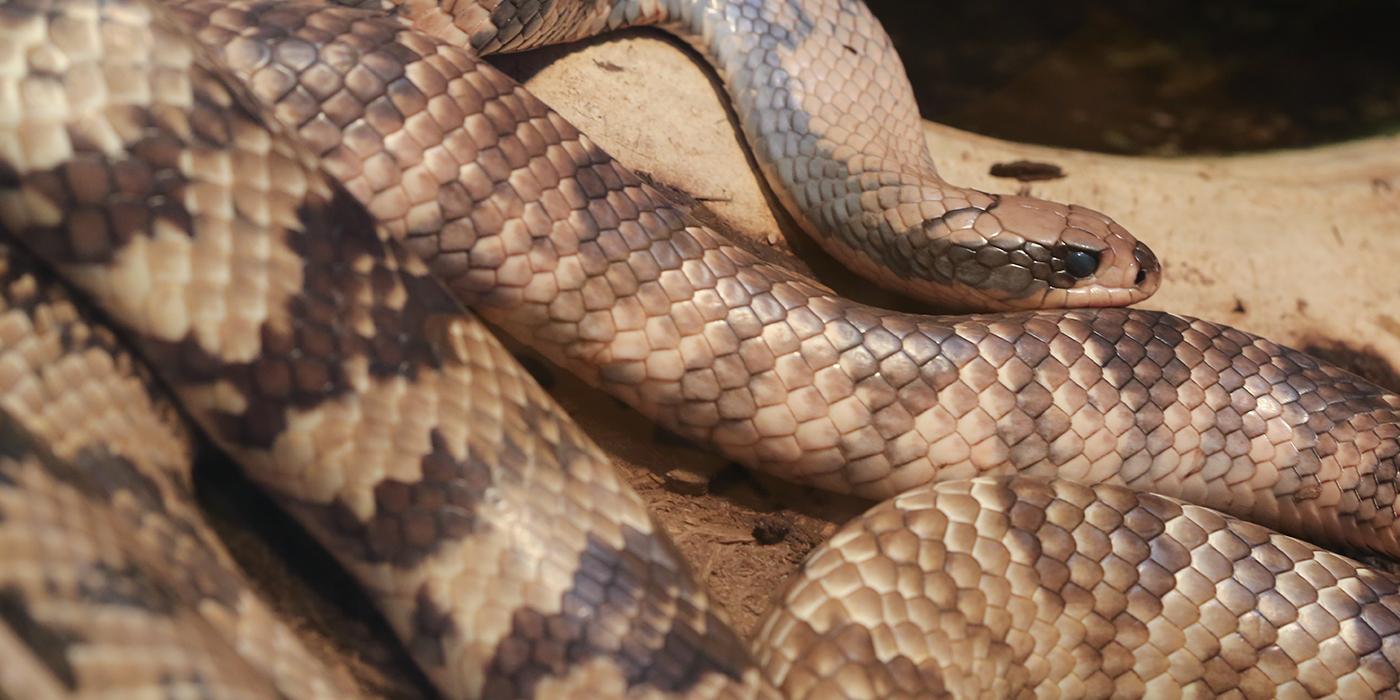 False water cobra  Smithsonian's National Zoo and Conservation