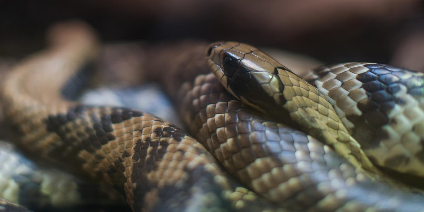 False water cobra  Smithsonian's National Zoo and Conservation Biology  Institute