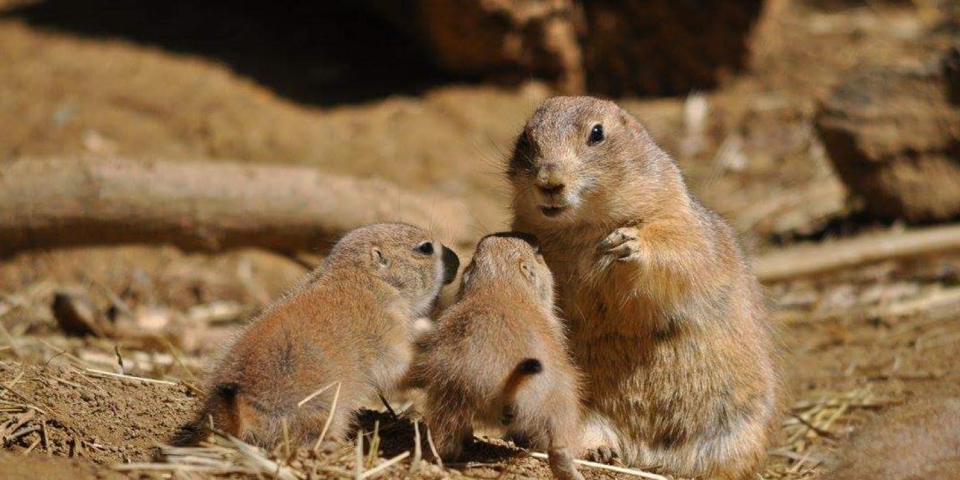 An adult and two baby prairie dogs