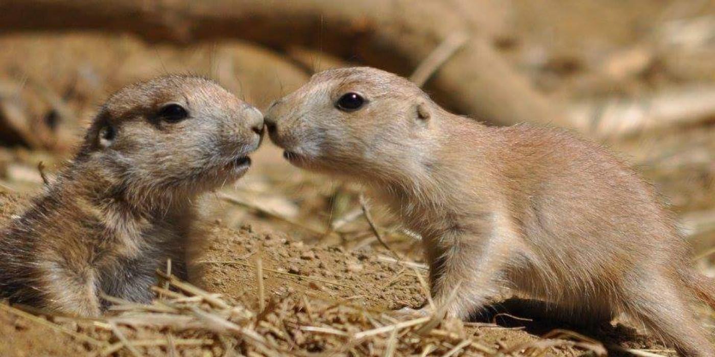 Two baby prairie dogs touching noses