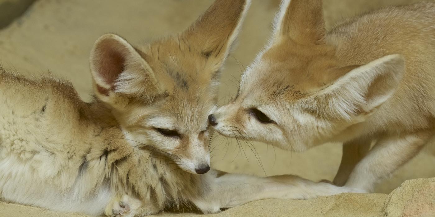 Fennec fox  Smithsonian's National Zoo and Conservation Biology Institute