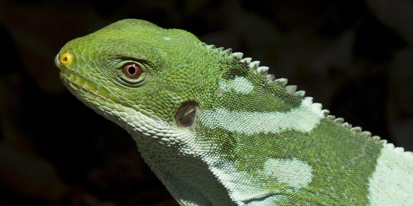A close-up photo of a Fiji banded iguana's head