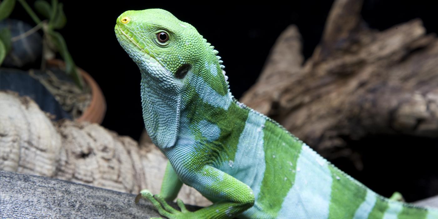 Predators Of Fiji Island Banded Iguana Sale Online 