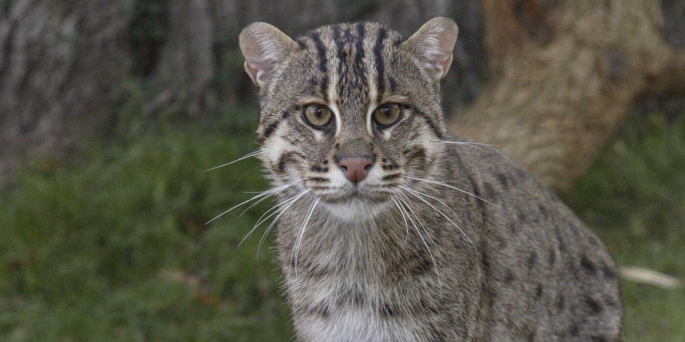 "Tabby" cat-like animal facing forward. It has gray fur dappled with darker spots and stripes