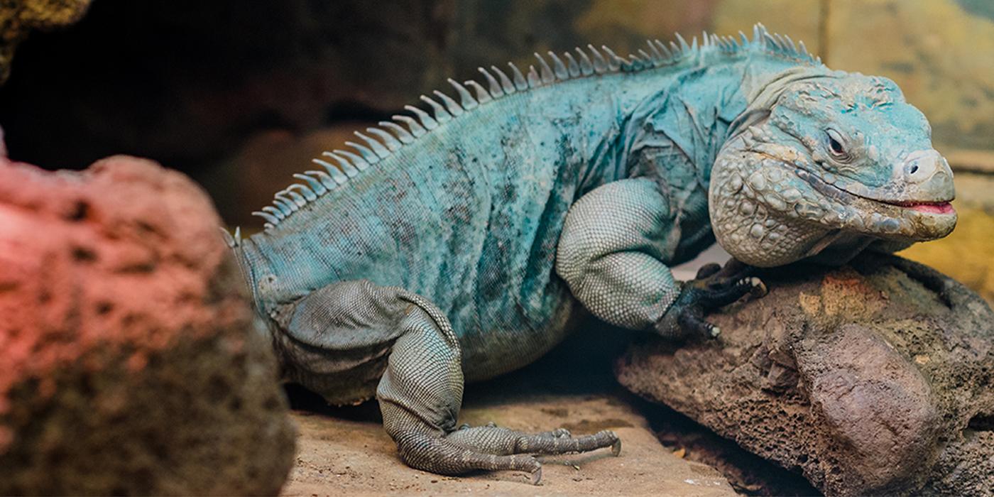 Cayman Island blue iguana rests on rock