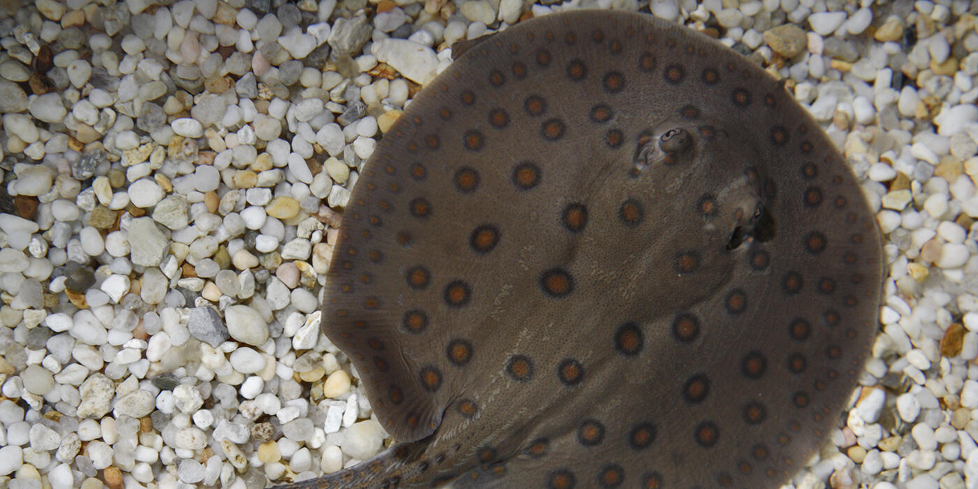 A freshwater stingray with a gray body and brown-black spots swimming over gravel and sand