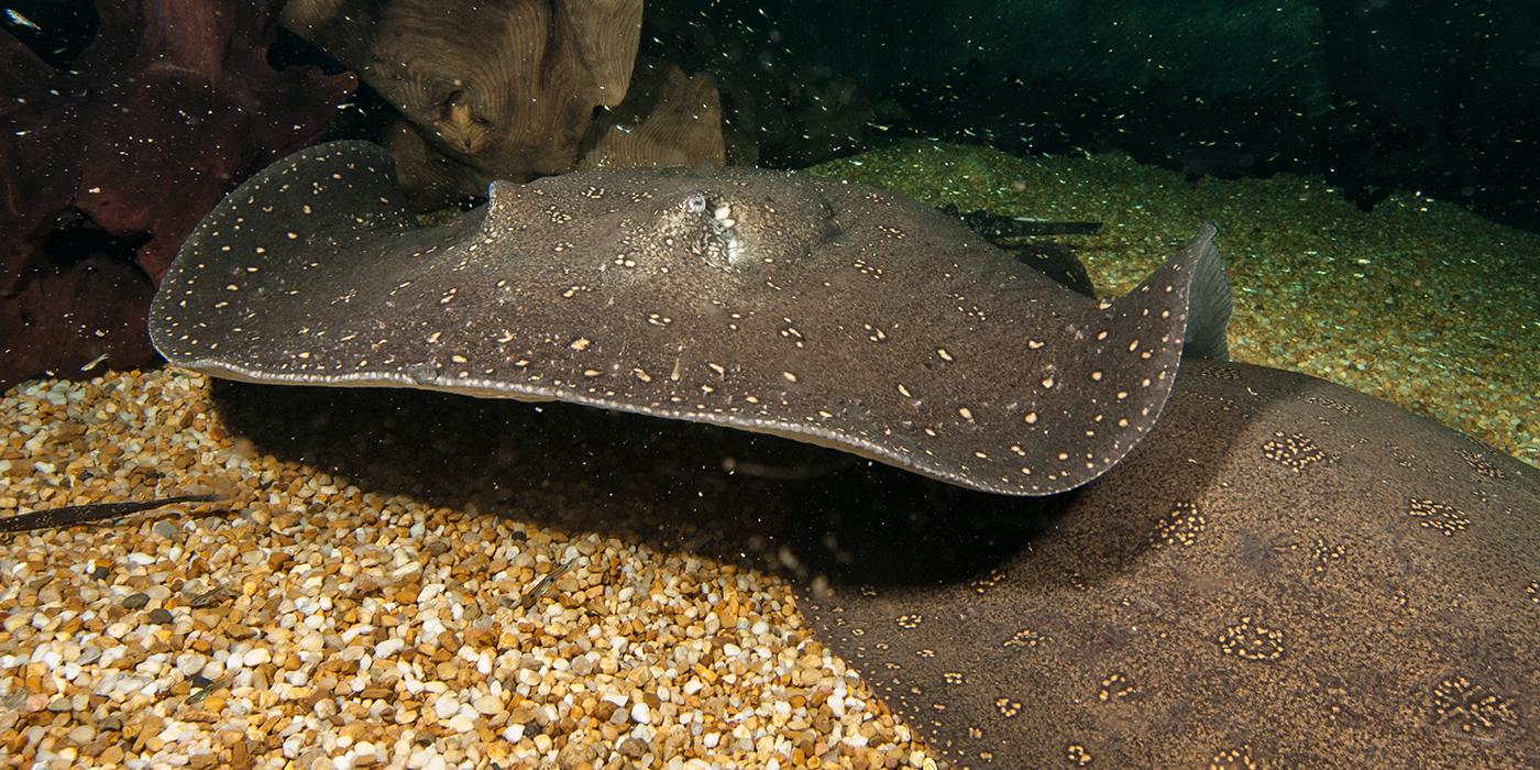 flat ray approaching with shadow visible on sand below it