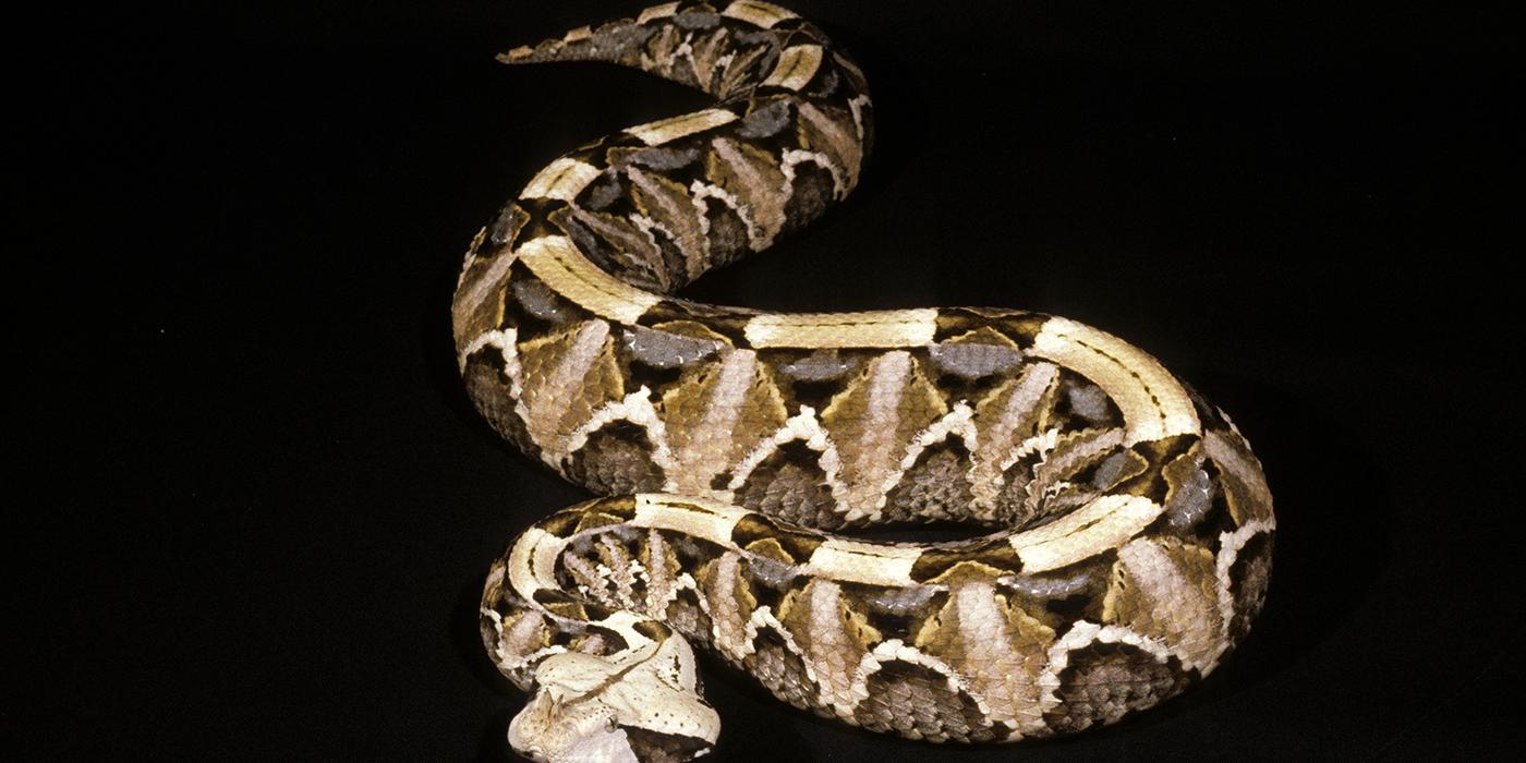 Viper Boa Care Sheet