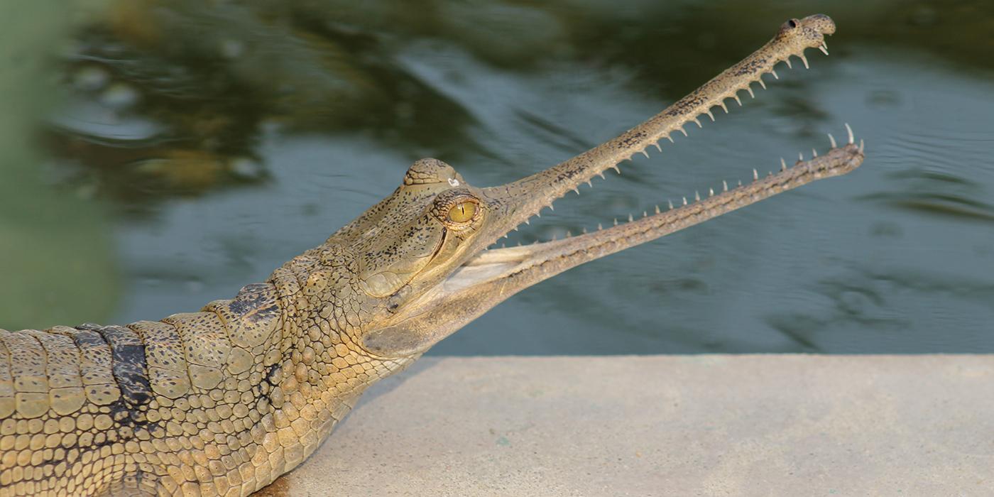 Gharial Smithsonian s National Zoo and Conservation Biology