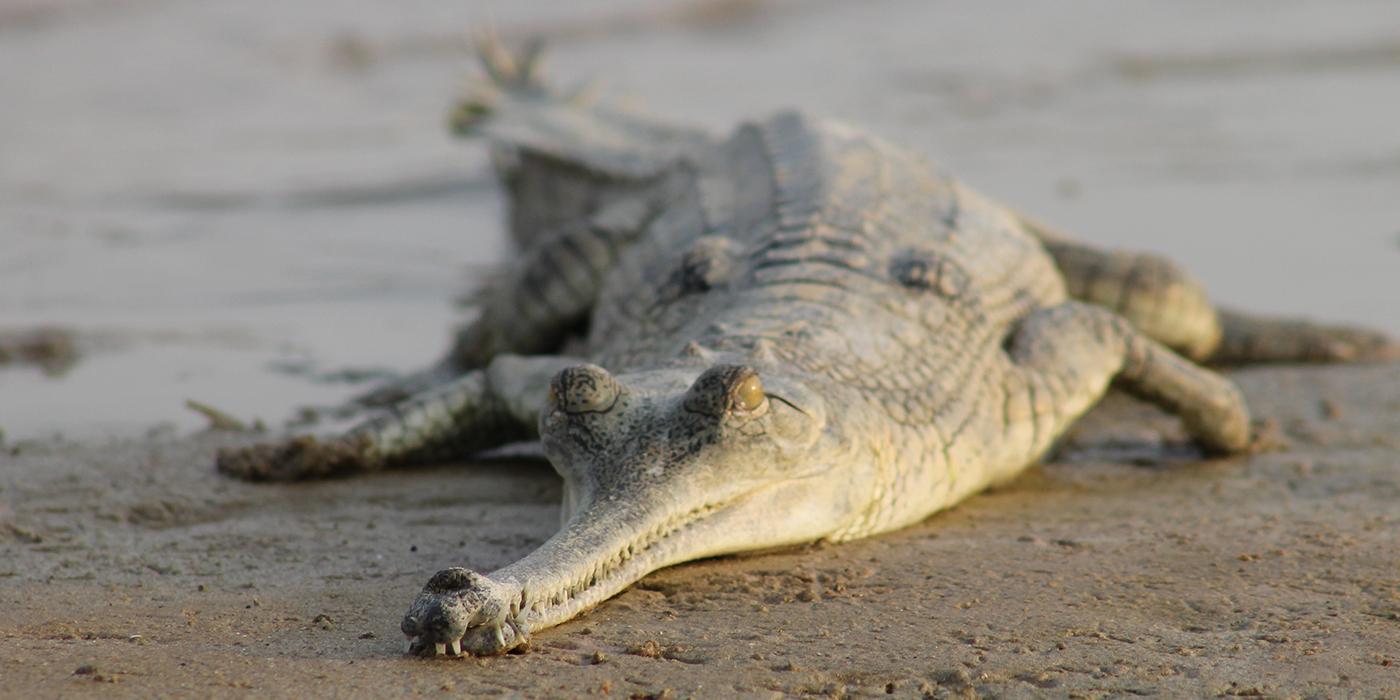 long-nosed looking alligator