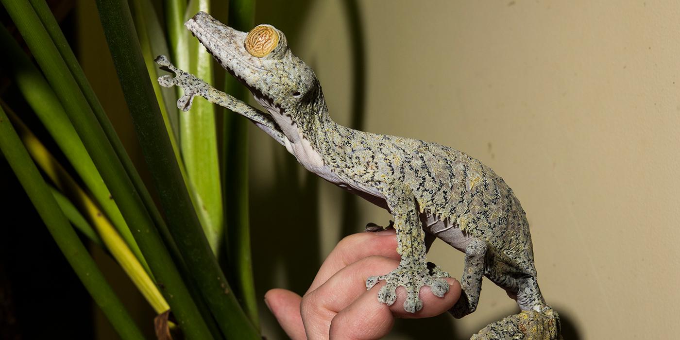 A giant leaf tailed gecko standing on a person's hand and reaching toward large blades of grass