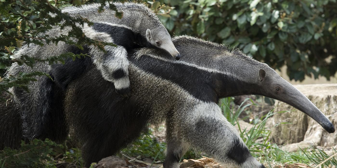 Baby anteater riding piggy back on its mother. They look identical to each other wtih long snouts, gray fur, and black chests