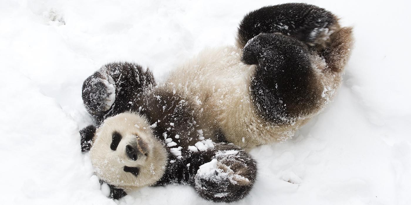 panda in snow