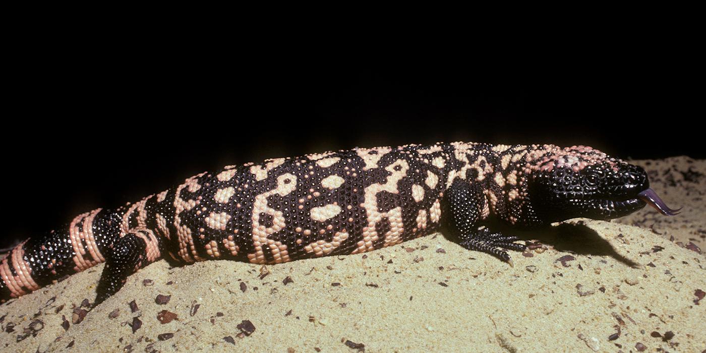 https://nationalzoo.si.edu/sites/default/files/styles/wide/public/animals/gilamonster-reverse.jpg?itok=uddpbXqd