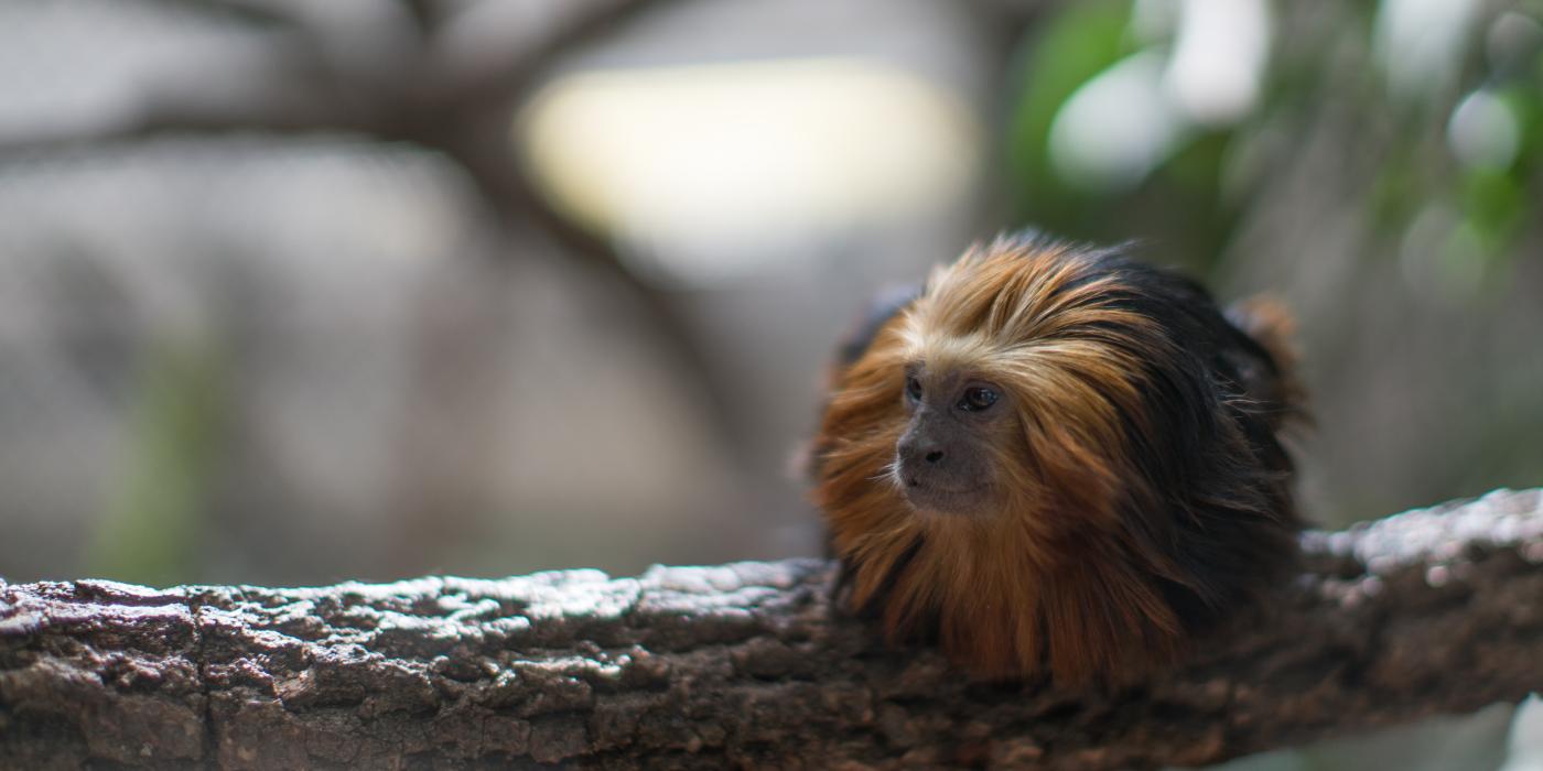 Golden headed lion tamarin Smithsonian s National Zoo and