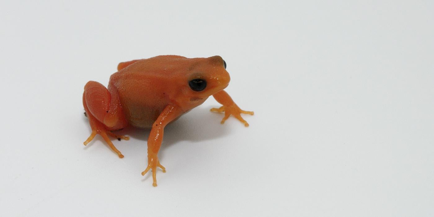 Bright orange small frog with ebony eyes