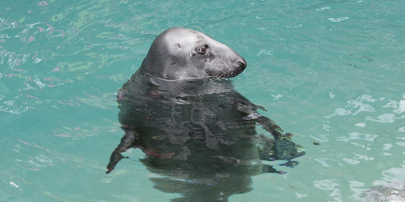 Gray seal  Smithsonian's National Zoo and Conservation Biology