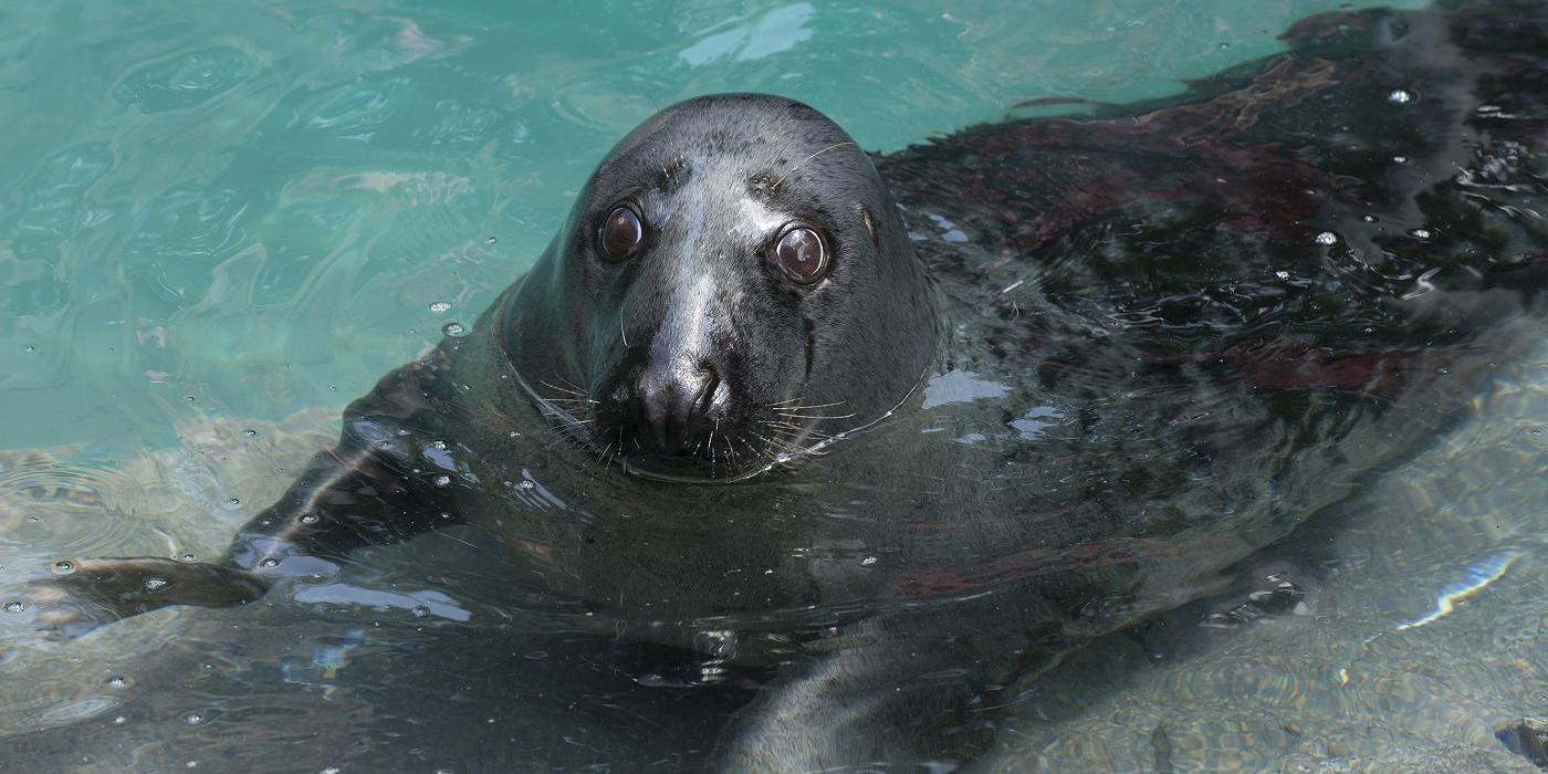 Gray seal  Smithsonian's National Zoo and Conservation Biology Institute