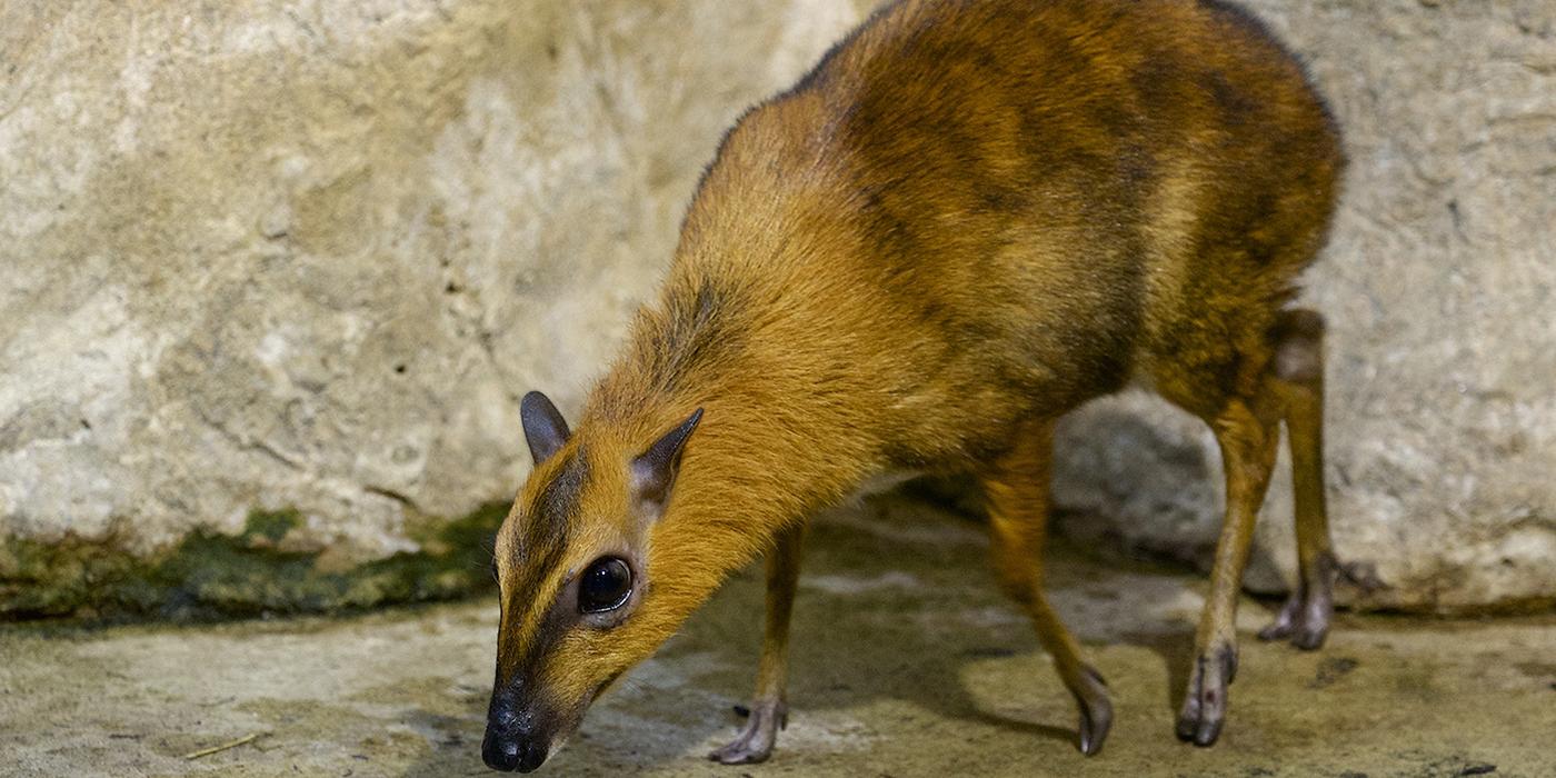 Mouse deer online