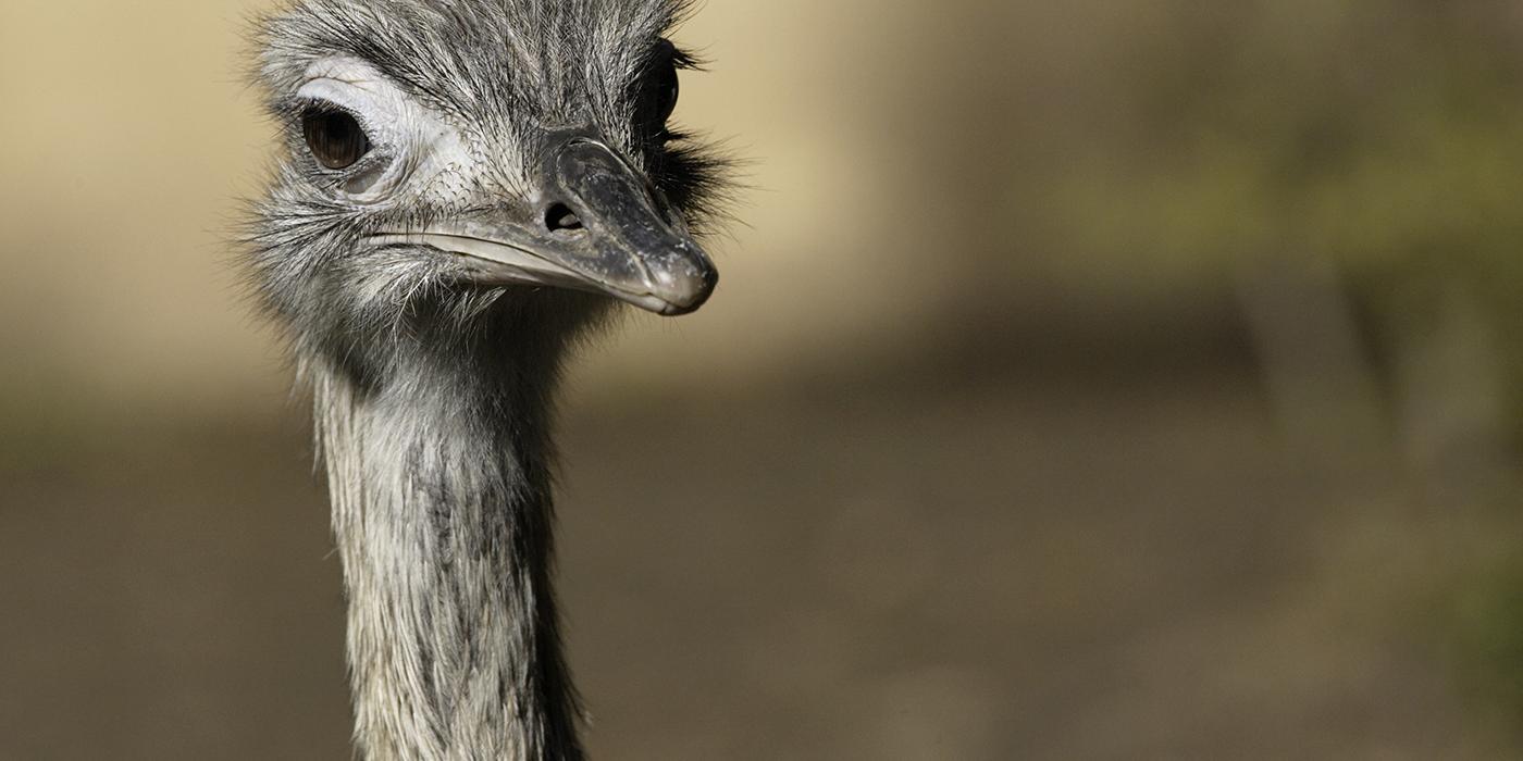 close-up of head of rhea. It has a long neck and long eyelashes.