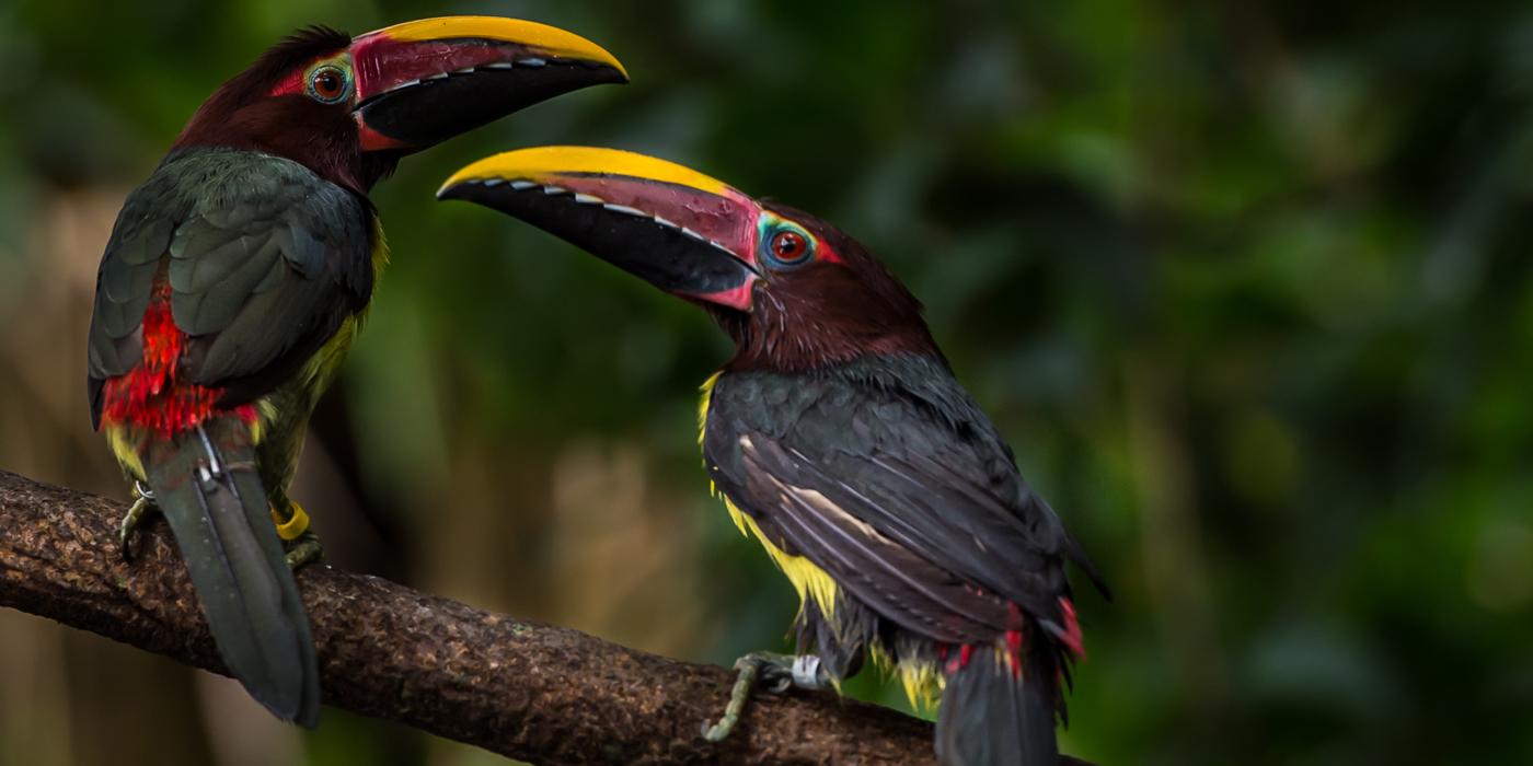 Two colorful birds with large bills, called green aracaris, perched on a branch