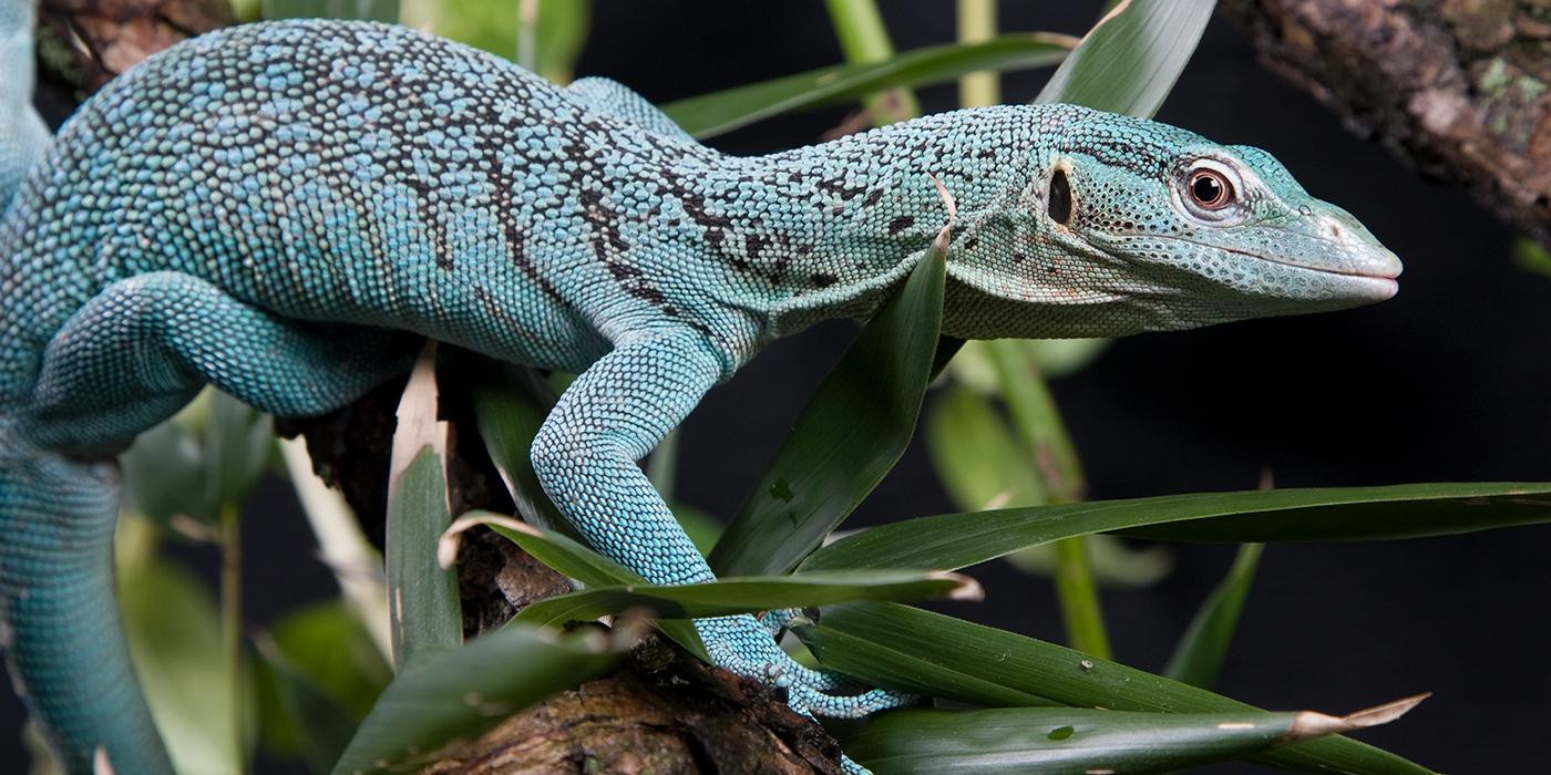 An emerald tree monitor lizard climbing on a branch with leaves