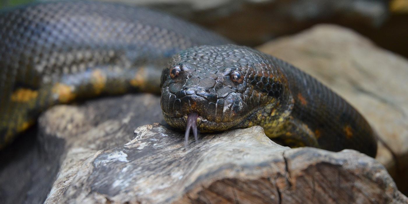 Some anacondas can perform a strange S-shaped leap and now we know why