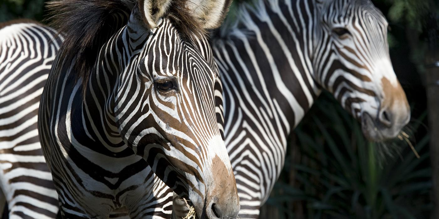 Closeup of the heads of two horselike animals with black and white stripes