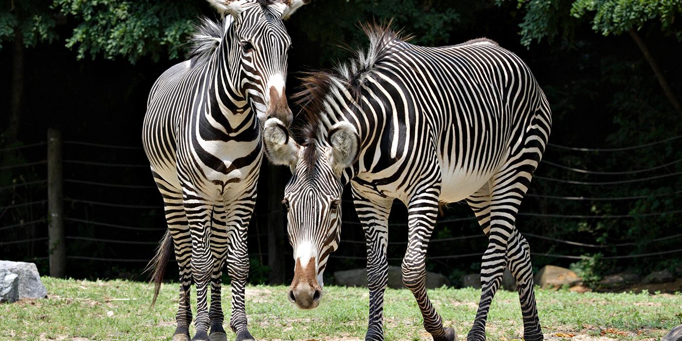 Two large hoofed animals with bold black and white stripes
