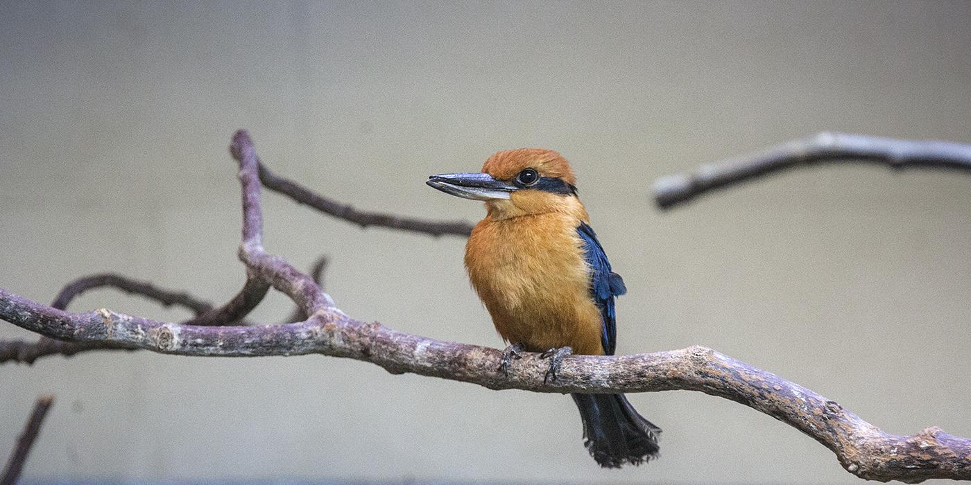 A Guam kingfisher perched on a tree branch with a gray sky in the background