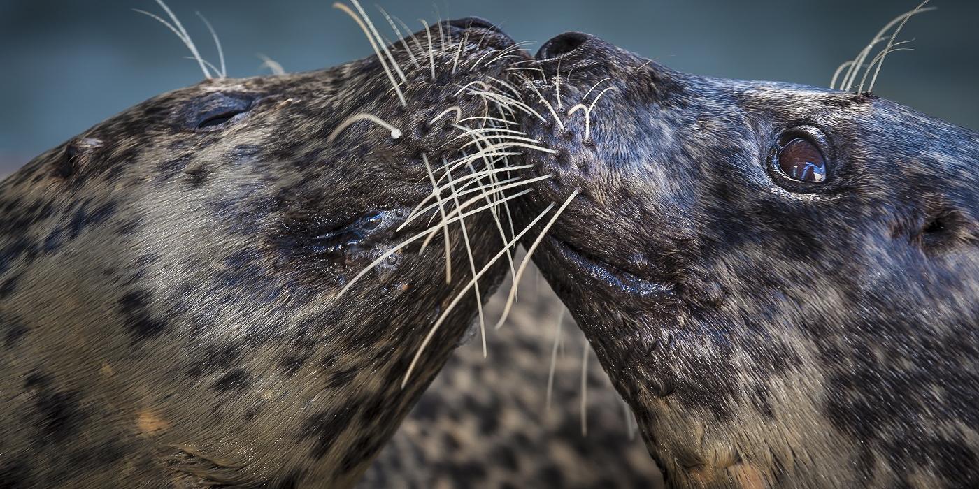 closeup of two harbor seals touching their heads together